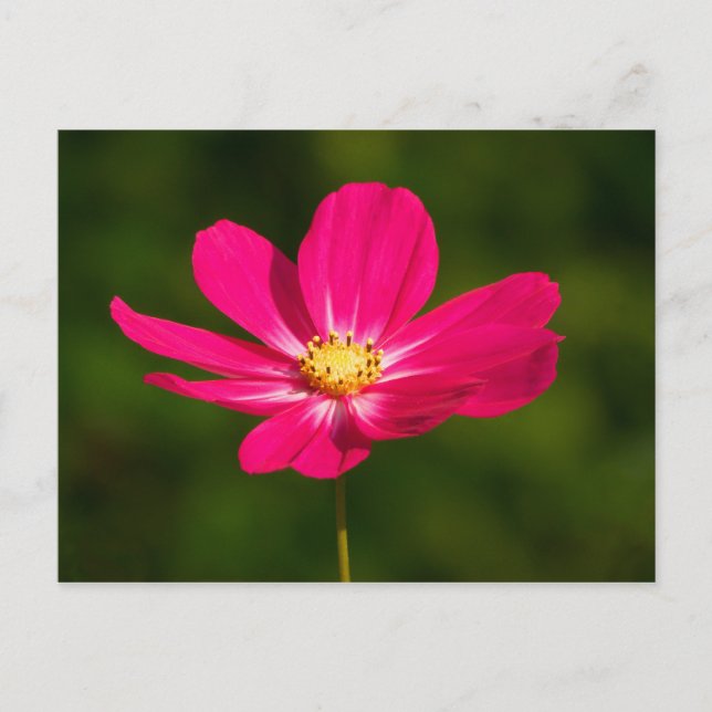 Carte Postale Cosmos roses (Devant)