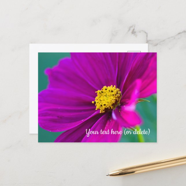Carte postale Cosmos violet (Devant/Arrière en situation)