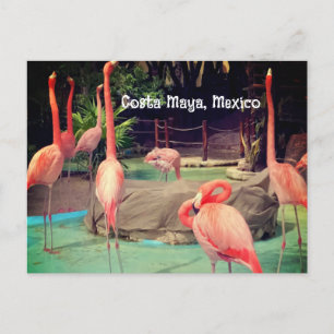 Carte postale Costa Maya Mexico