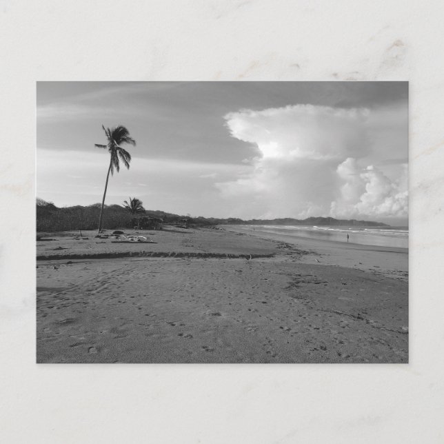 Carte Postale Costa Rica Beach with Palm Tree Photo  (Devant)