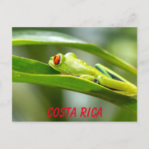 Carte Postale Costa Rica Grenouille à feuilles rouges