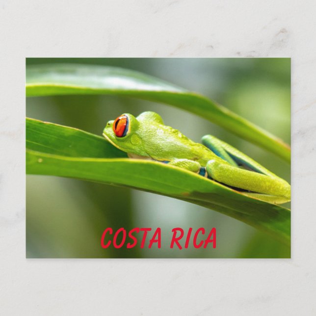 Carte Postale Costa Rica Grenouille à feuilles rouges (Devant)