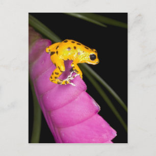 Carte Postale Costa Rica. Gros plan sur une grenouille dart