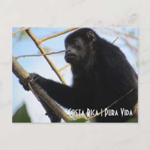 Carte postale Costa Rica Howler Monkey
