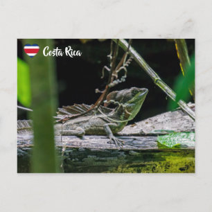 Carte Postale Costa Rica - Lézard Basilic émeraude mâle