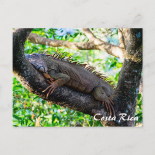 Carte Postale Costa Rica, Muelle - Lazy Iguana reposant dans un