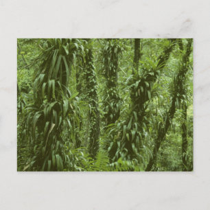 Carte Postale Costa Rica, parc national Arenal, forêt tropicale