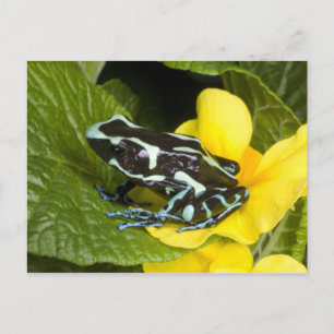 Carte Postale Costa Rica, péninsule d'Osa