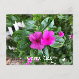 Carte Postale Costa Rica Purple Flower