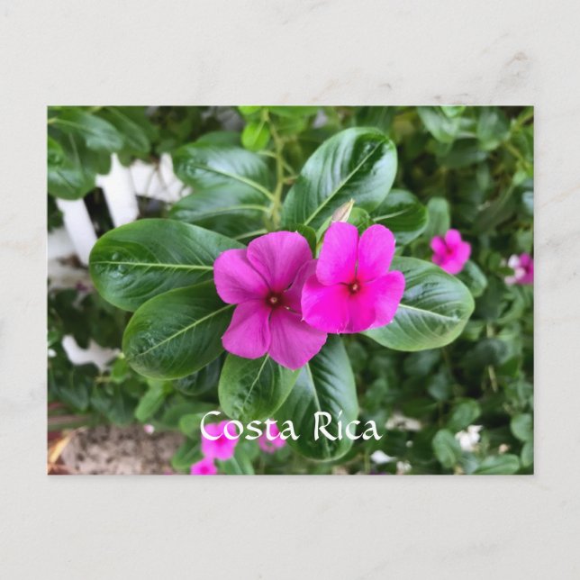 Carte Postale Costa Rica Purple Flower (Devant)