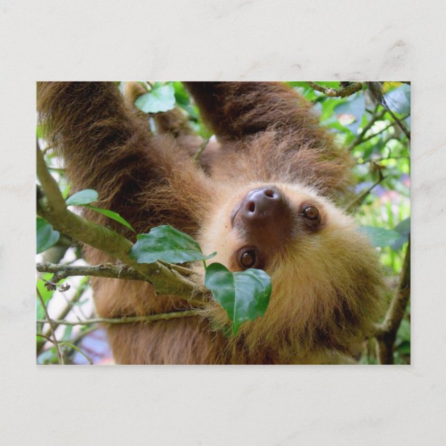 Carte Postale Costa Rica Rainforest Sloth (Devant)