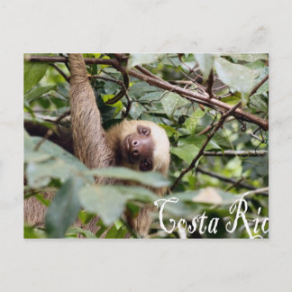Carte Postale Costa Rica - Sloth Postcard