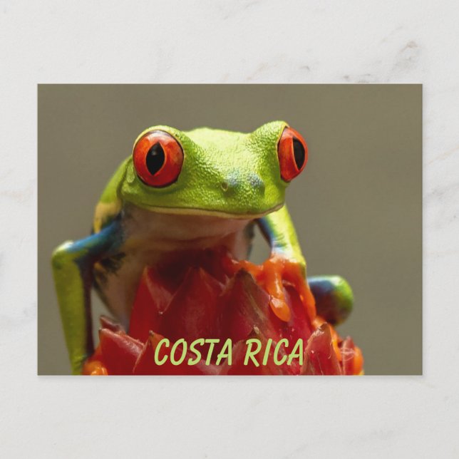 Carte Postale Costa Rica Souvenir de grenouille à feuilles rouge (Devant)