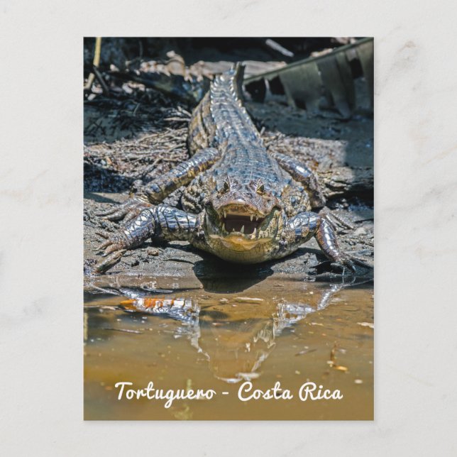 Carte Postale Costa Rica, Tortuguero - Crocodile agressif (Devant)