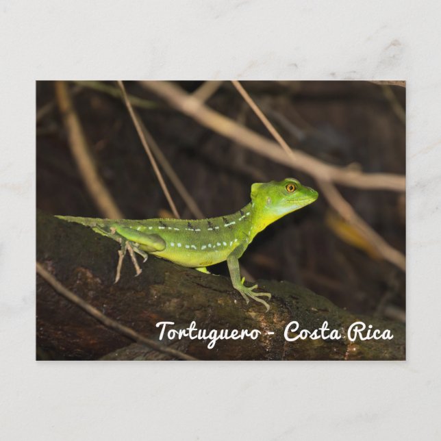 Carte Postale Costa Rica, Tortuguero - Emerald Basilisk Lizard (Devant)