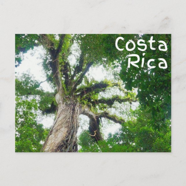 Carte postale Costa Rica Tree Photography (Devant)