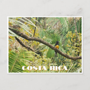 Carte Postale Costa Rica Tropical Jungle Bird sur Branche