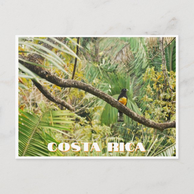 Carte Postale Costa Rica Tropical Jungle Bird sur Branche (Devant)