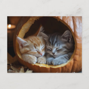 Carte Postale Cosy Kittens Snuggle dans un Citrouille