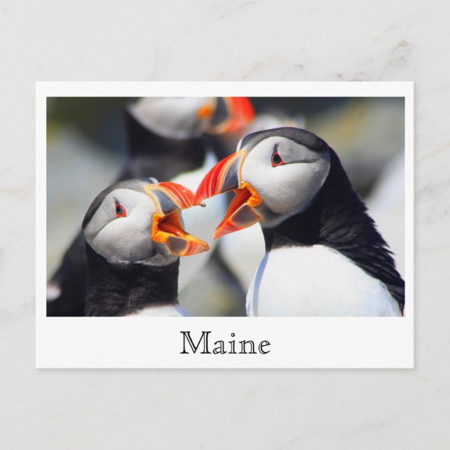 Carte Postale Côte Atlantique Puffins Maine (Devant)