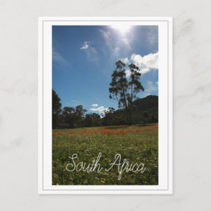 Carte Postale Côte Ouest Afrique du Sud Fleurs sauvages