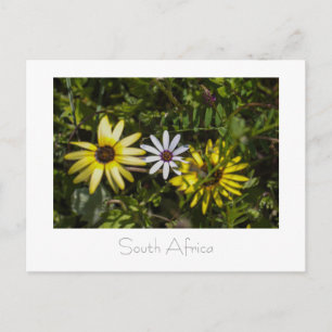 Carte Postale Côte Ouest Aurora Fleurs sauvages Afrique du Sud S