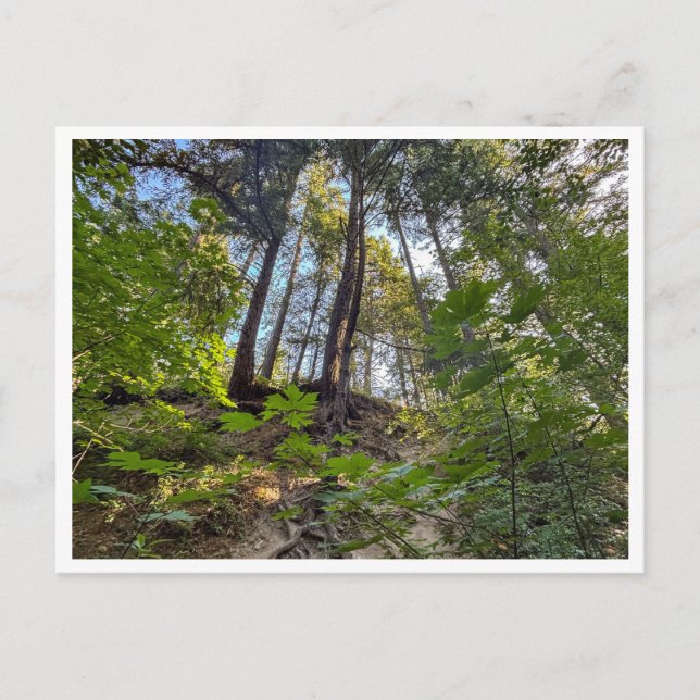 Carte Postale Coteau (Devant)