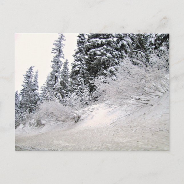 Carte Postale Coteau avec pins couverts de neige (Devant)