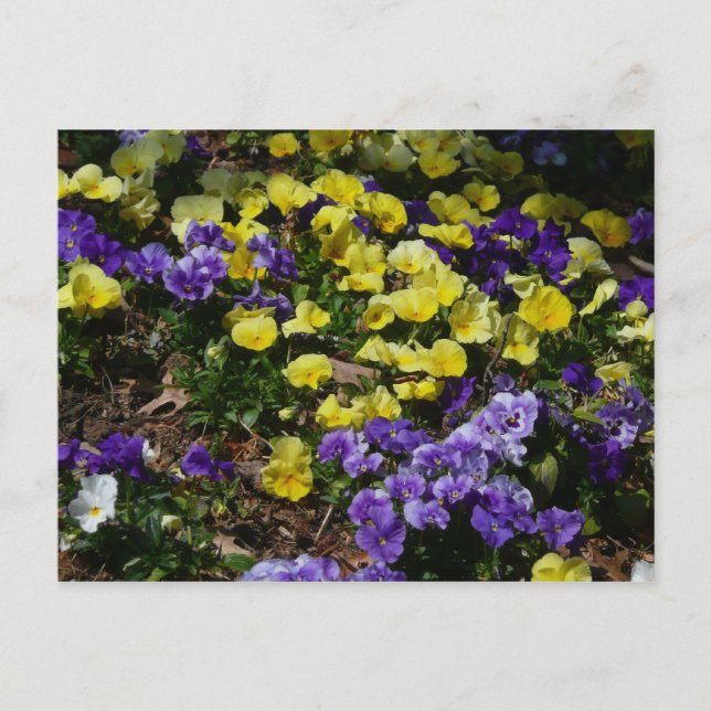 Carte Postale Coteau de panneaux violets et jaunes (Devant)