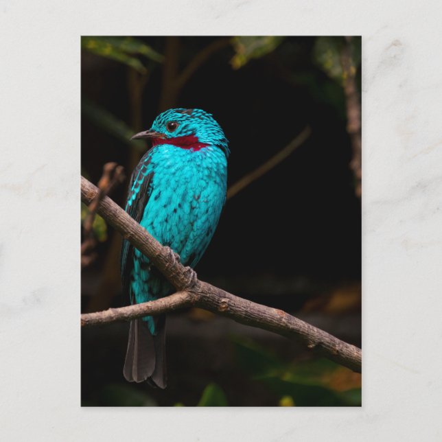 Carte Postale Cotinga épangée (Devant)