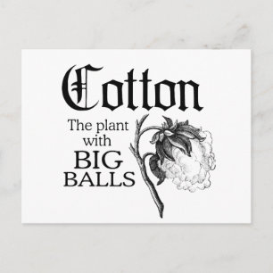 CARTE POSTALE COTON LE PLANTE AVEC DE GRANDES BALLES