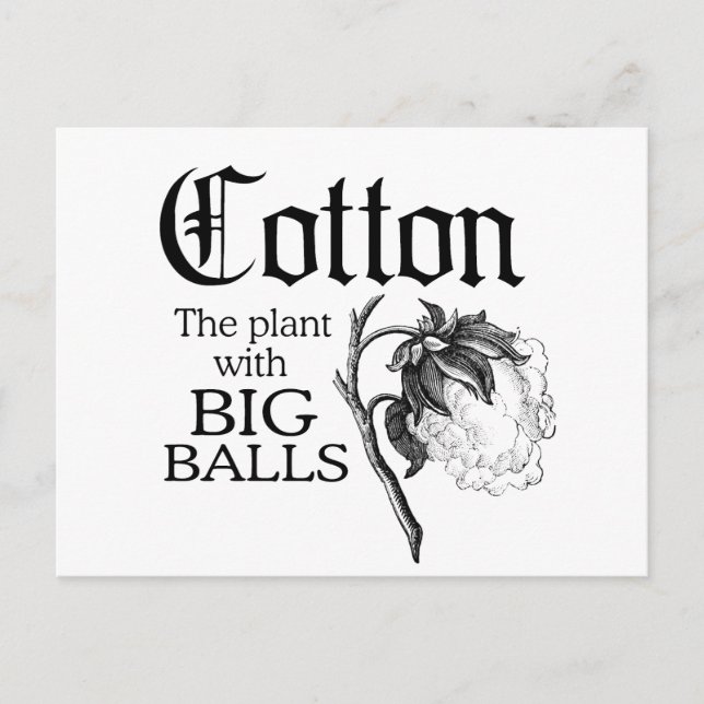 CARTE POSTALE COTON LE PLANTE AVEC DE GRANDES BALLES (Devant)