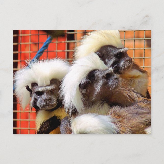 CARTE POSTALE COTON - TOP TAMARIN SINGES (Devant)