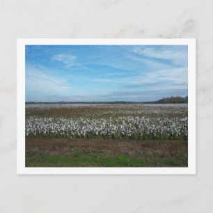 Carte Postale Cotton Field Florida