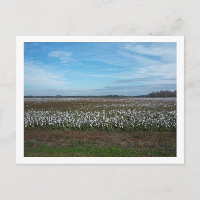 Carte Postale Cotton Field Florida (Devant)