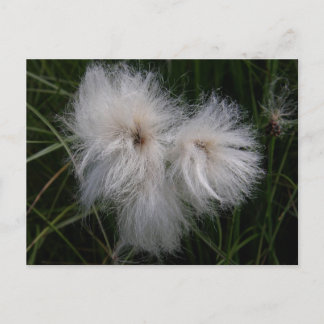 Carte Postale Cotton Grass on Unalaska Island