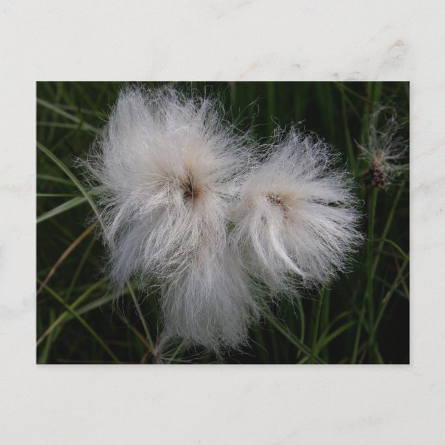 Carte Postale Cotton Grass on Unalaska Island (Devant)