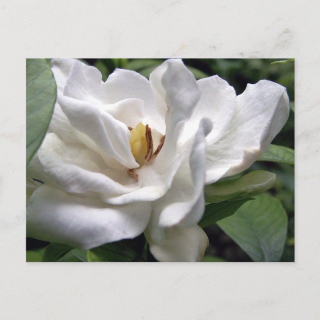 Carte Postale Cotton White (Devant)