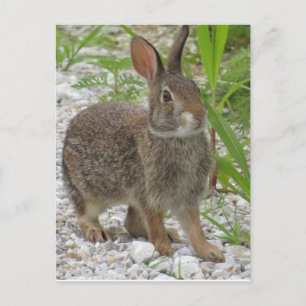 Carte Postale Cottontail Rabbit