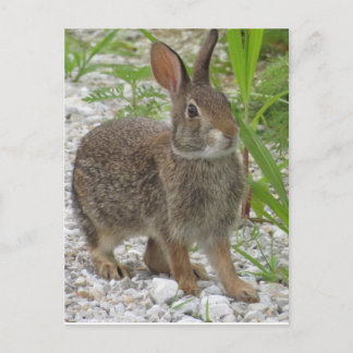 Carte Postale Cottontail Rabbit