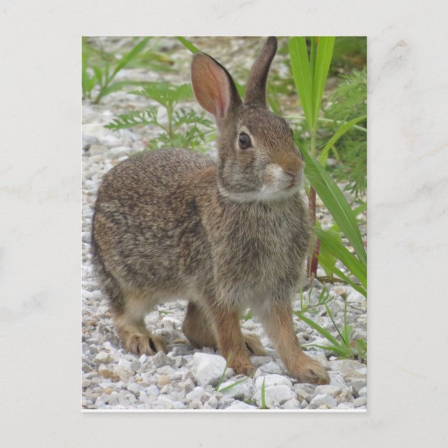 Carte Postale Cottontail Rabbit (Devant)