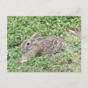 Carte Postale Cottontail rabbit