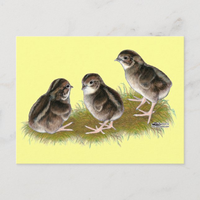 Carte Postale Coturnix Quail Chicks (Devant)