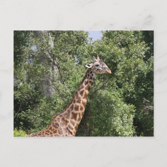 Carte Postale cou girafe (Devant)