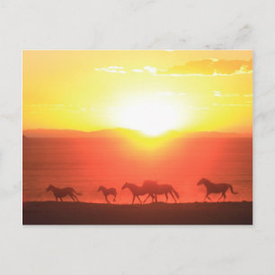 Carte Postale Couche de soleil