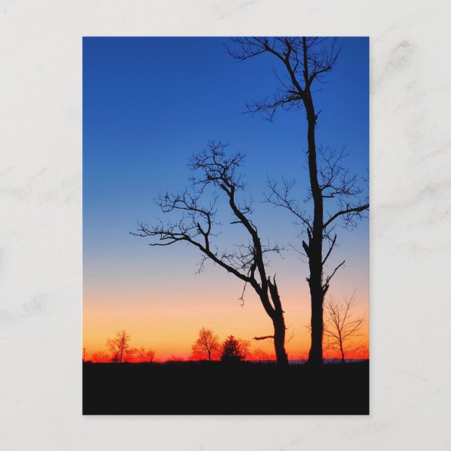 Carte Postale Coucher de soleil à travers les arbres (Devant)