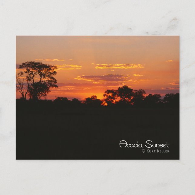 Carte Postale Coucher de soleil Acacia (Devant)