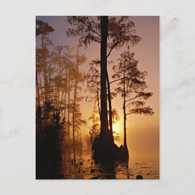 Carte Postale Coucher de soleil au-dessus du marais Okefenokee e (Devant)