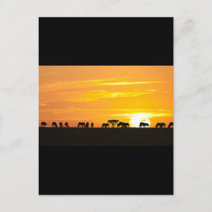 Carte Postale Coucher de soleil au Serengeti