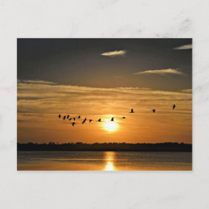 Carte Postale Coucher de soleil avec des hérons qui volent à tra